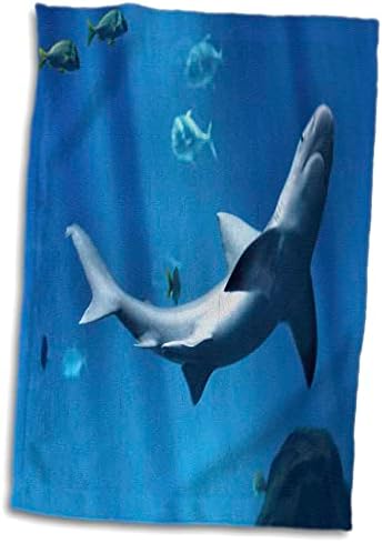 3dRose Florene Sualtı Hayvanları-Köpekbalığı Yakın Çekim-Havlular (twl-44808-1)